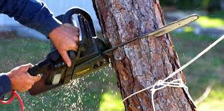 Professional Tree Services in Ashland, IL