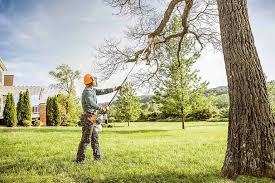 Best Palm Tree Trimming  in Ashland, IL