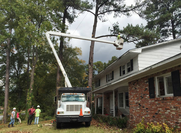 Best Storm Damage Tree Cleanup  in Ashland, IL