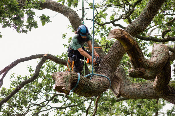 Best Commercial Tree Services  in Ashland, IL