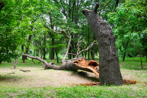 Best Seasonal Cleanup (Spring/Fall)  in Ashland, IL