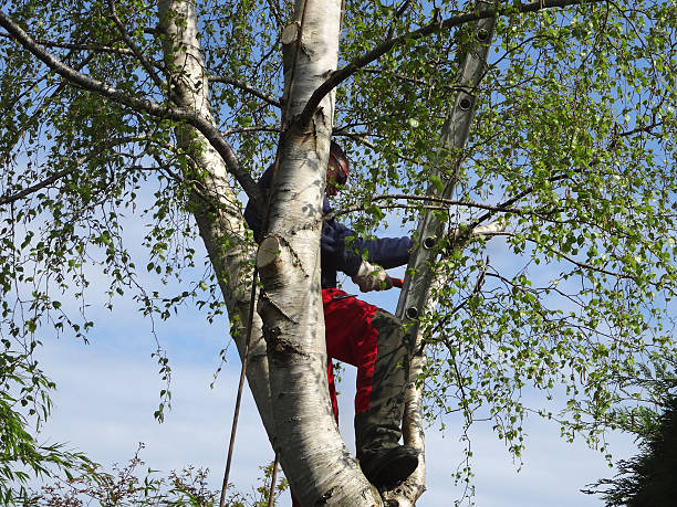 Best Firewood Processing and Delivery  in Ashland, IL