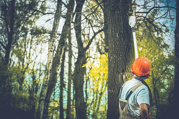 How Our Tree Care Process Works  in  Ashland, IL