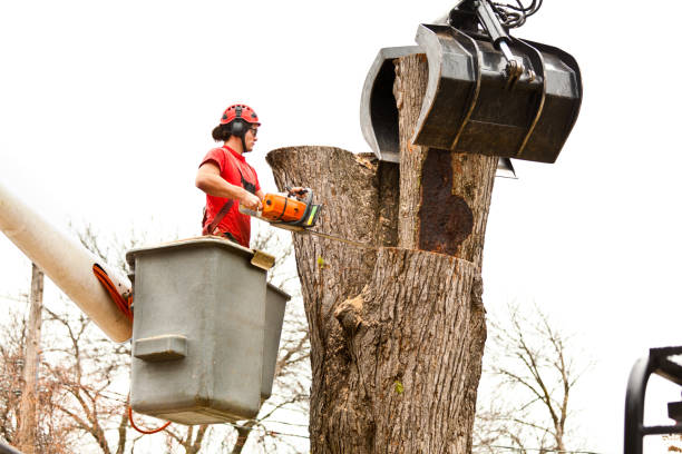 Best Stump Grinding and Removal  in Ashland, IL